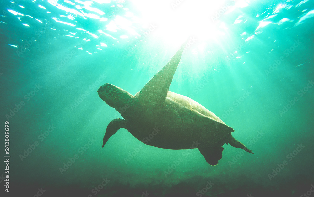 Fototapeta premium Silhouette of sea turtle swimming underwater in Galapagos national park - Animal nature conservation concept on excursion at 