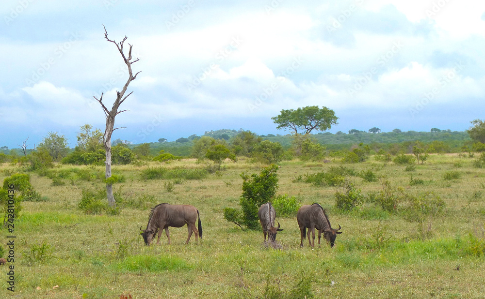 A group grazing wildebeest in the Kruger Safari Reserve in South Africa