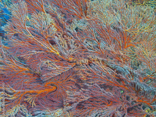 Gorgonian coral