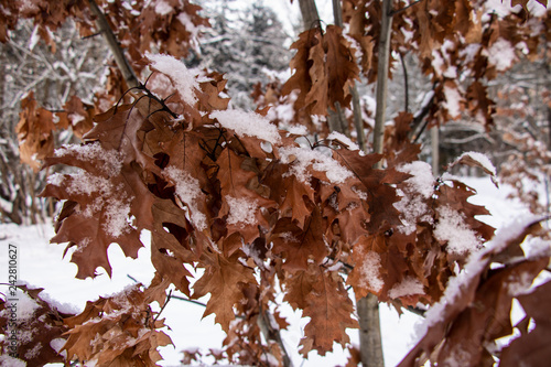 Wallpaper Mural oak branches with leaves under snow. Winter Torontodigital.ca