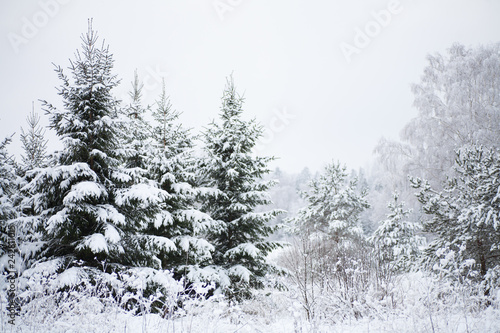 Wild spruce (fir) trees covered in heavy snow