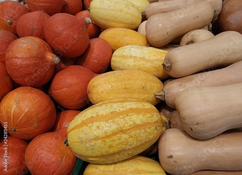 courge citrouille  photo