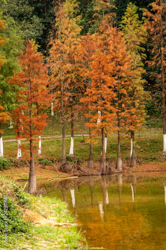 Reflecting trees