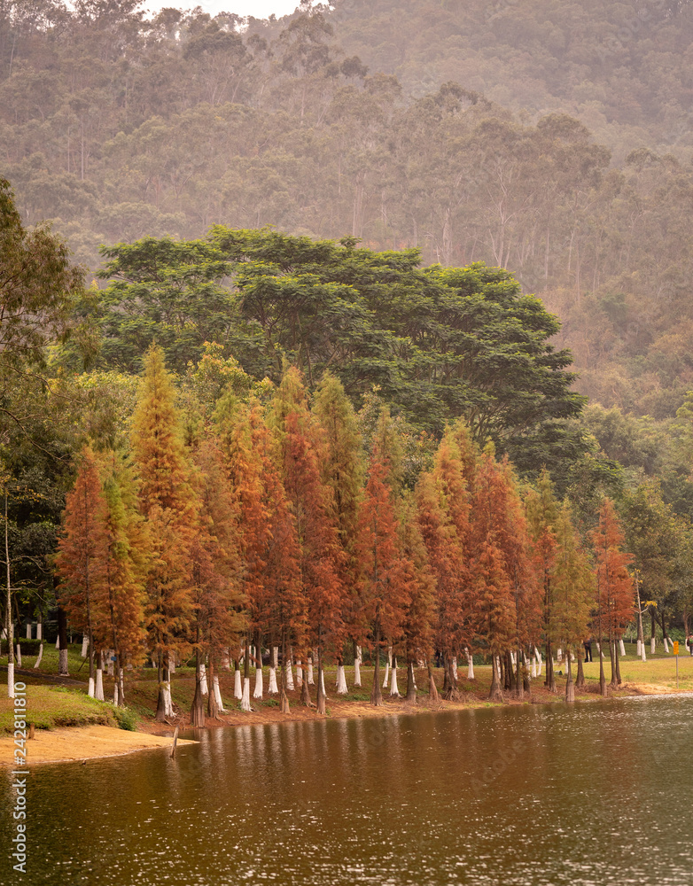 Obraz premium Reflecting trees