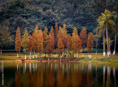 Reflecting trees