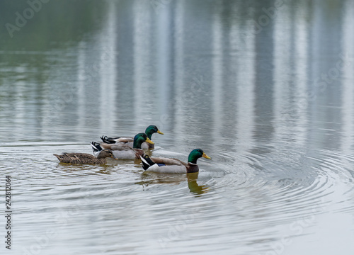 Ducks in the lake
