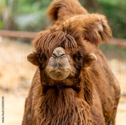 Camel