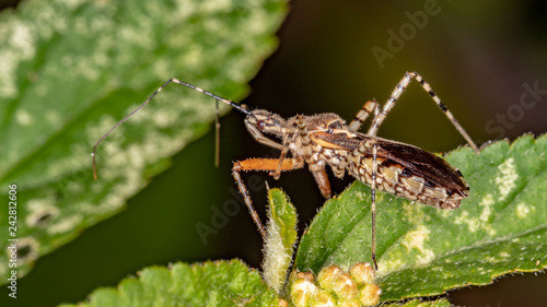 Reduviidae photo