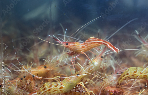 Shrimp in aquarium.