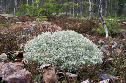 Cladonia rangiferina on the forest floor photo