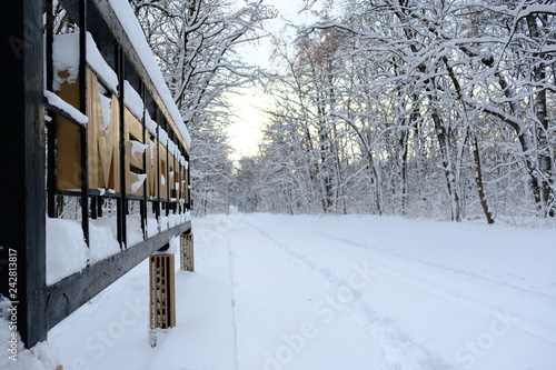 winter in the park