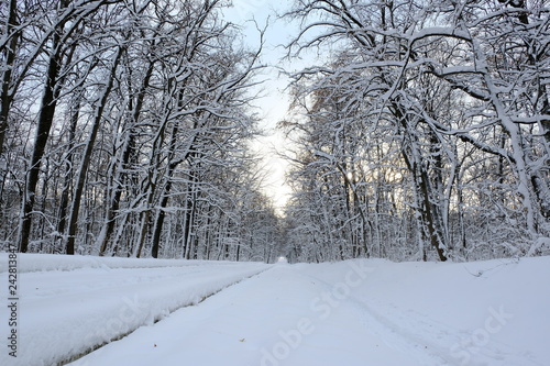 snowy road in winter forest