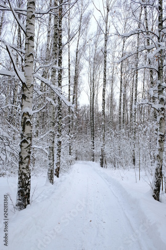 winter forest