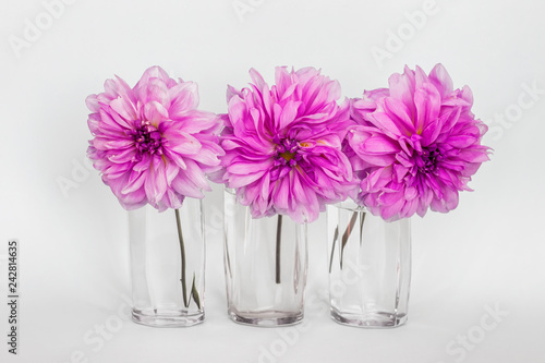 Three pink Dahlia autumn flowers in a glass vases on white background.