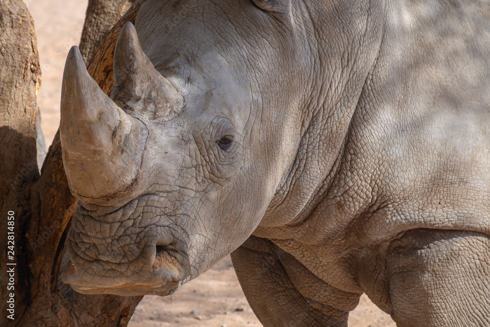 Obraz premium A close up of a rhinoceros' face looking at the skin detail and horns. 