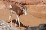 A Springbok Antelope walking towards the camera along the sandy bath between the rocks. 
