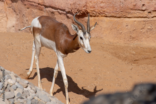 A Springbok Antelope walking towards the camera along the sandy bath between the rocks.  photo