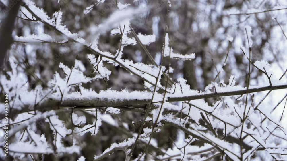 Winter landscape. Close-up shot of snow falling on leafless tree branches against cloudy sky. Slow motion. HD