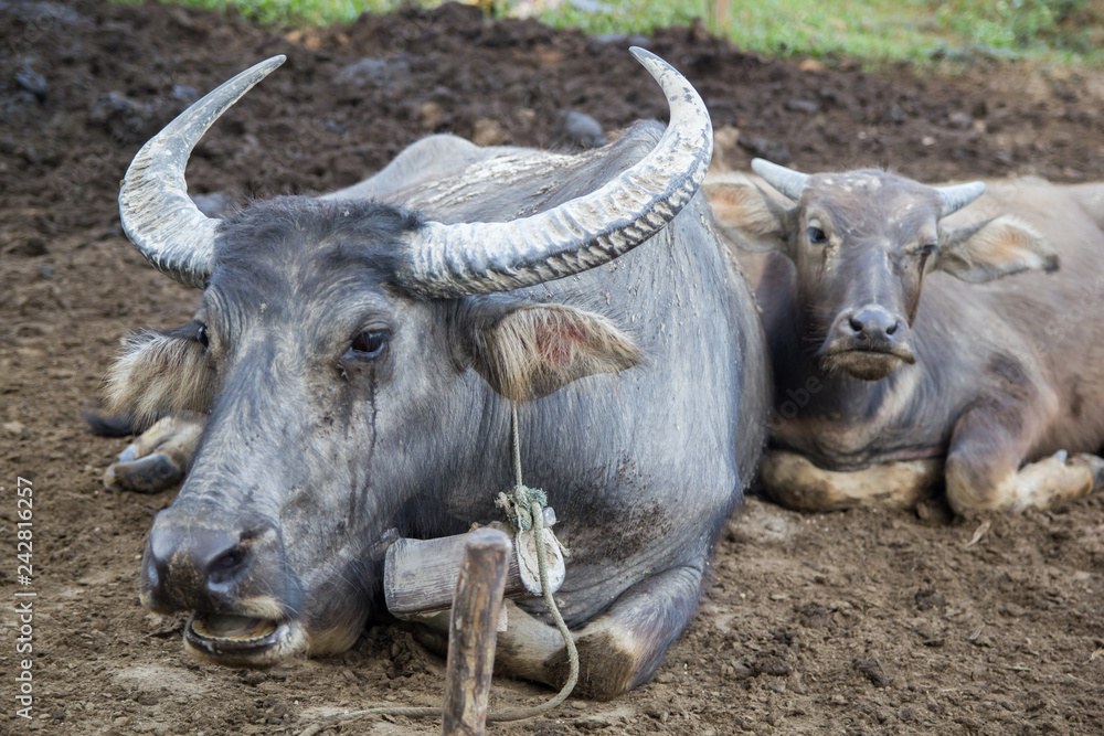 Fototapeta premium Native Buffalo