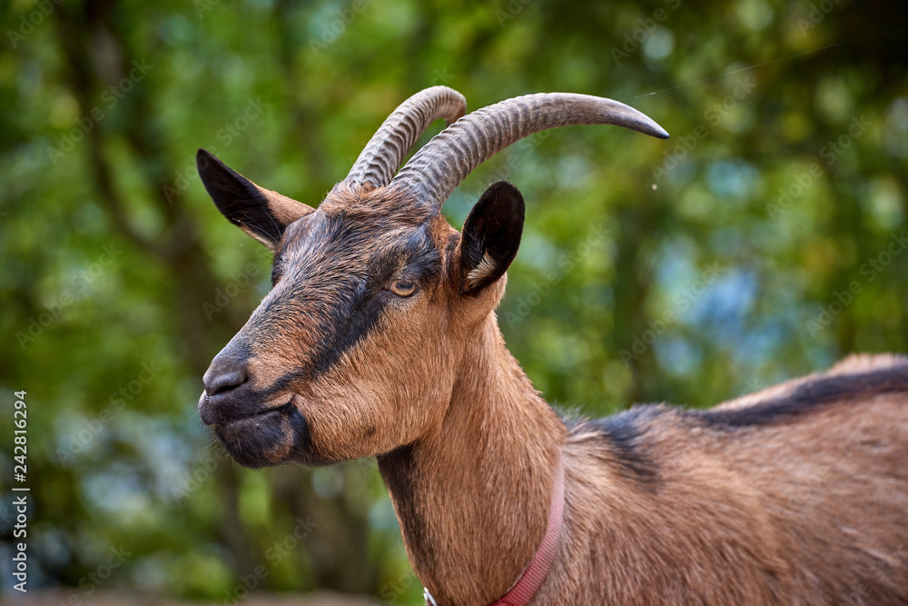 Domestic goat in the farm