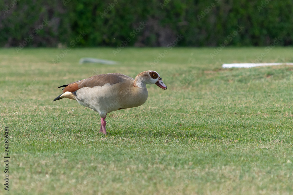Egyptian Duck wandering around Abu Dhabi in the green grass near the mangroves. Egyptian Duck wandering around Abu Dhabi in the green grass near the mangroves.