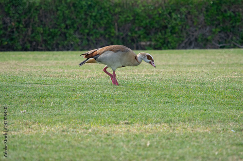 Egyptian Duck wandering around Abu Dhabi in the green grass near the mangroves.