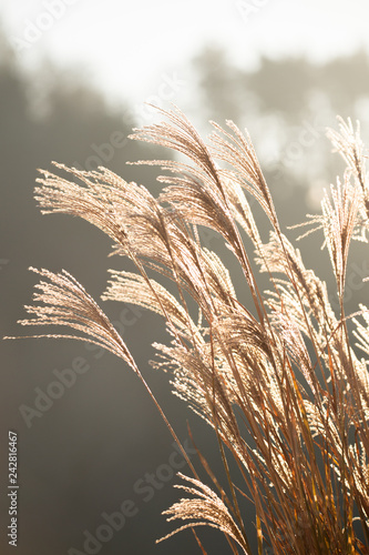 Gras-Ähren wiegen im Wind