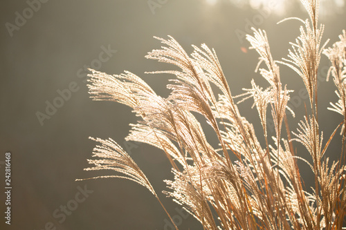 Gras-Ähren wiegen im Wind