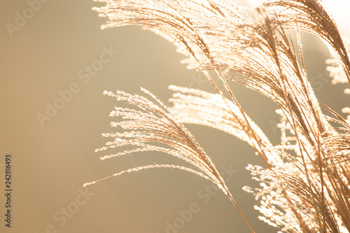 Gras-Ähren wiegen im Wind
