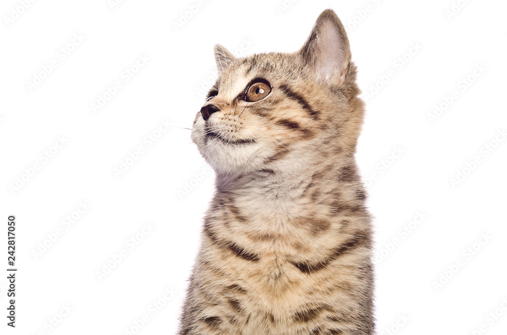 Portrait of a kitten Scottish Straight, closeup, looking up, isolated on white background Portrait of a kitten Scottish Straight, closeup, looking up, isolated on white background