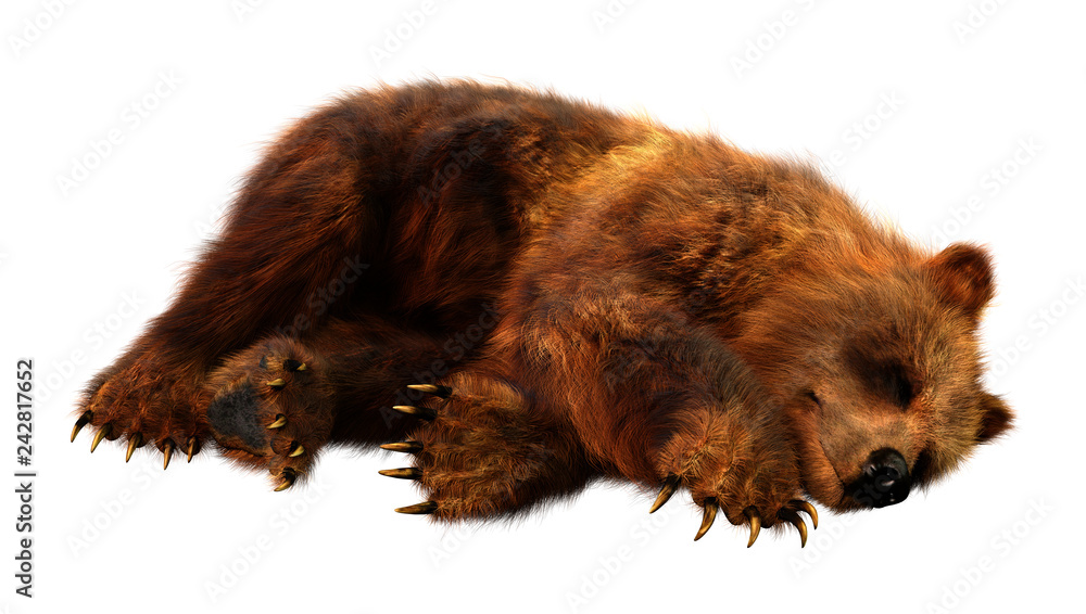 Obraz premium 3D Rendering Brown Bear on White