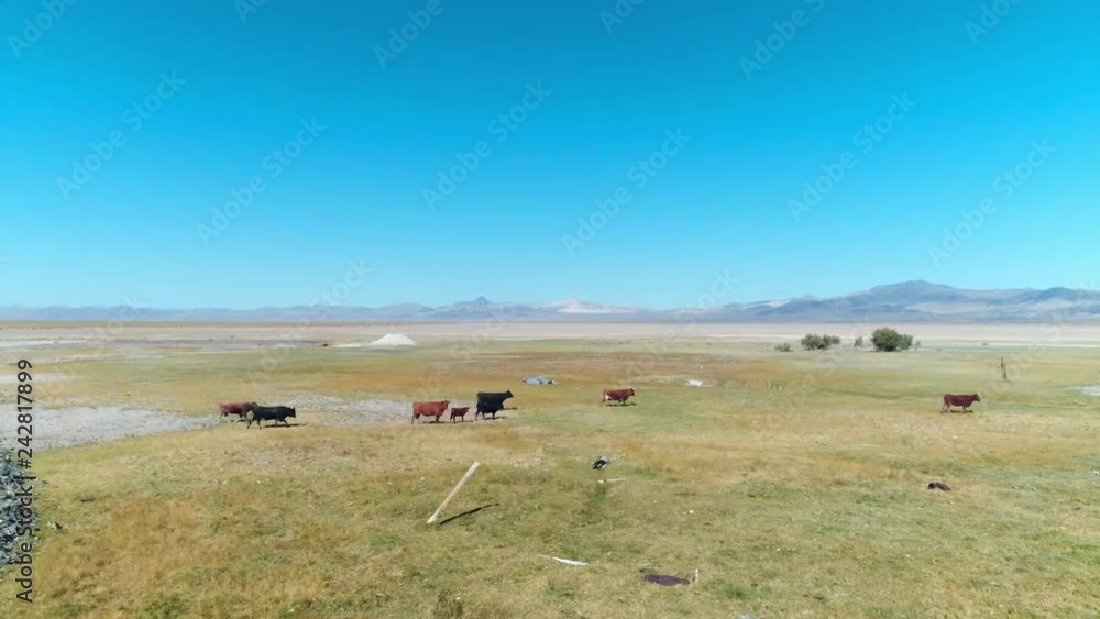 Aerial Forward: Small Herd of Cows Travelling the Black Desert Rock Aerial Forward: Small Herd of Cows Travelling the Black Desert Rock