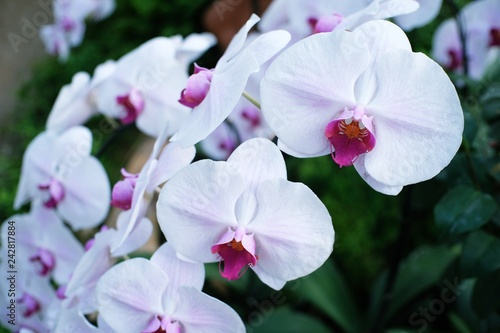 Orchid flower in garden.