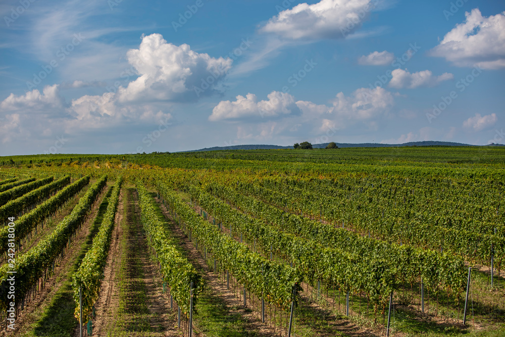 green vineyards rows 
