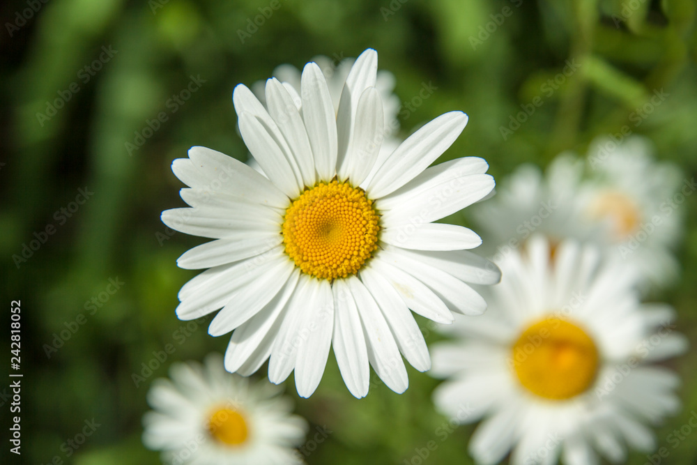 sunny fresh summer chamomile flowers and bee - Image sunny fresh summer chamomile flowers and bee - Image