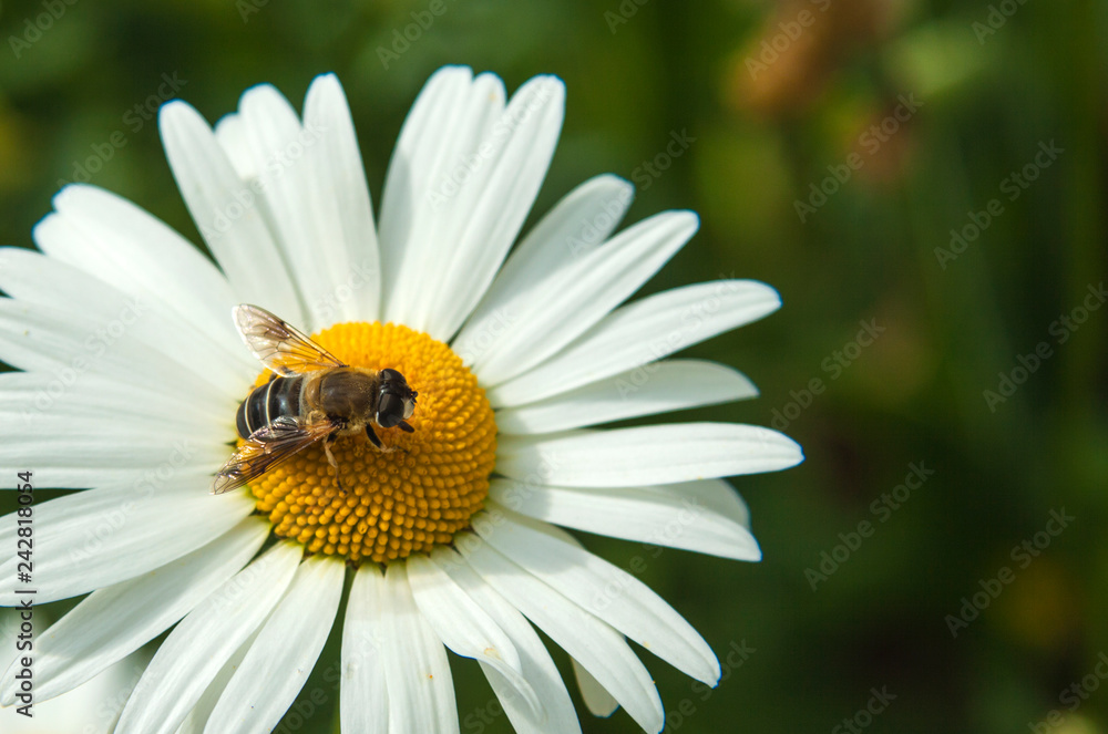 sunny fresh summer chamomile flowers and bee - Image sunny fresh summer chamomile flowers and bee - Image