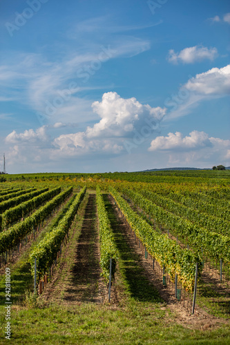 green vineyards rows © babaroga