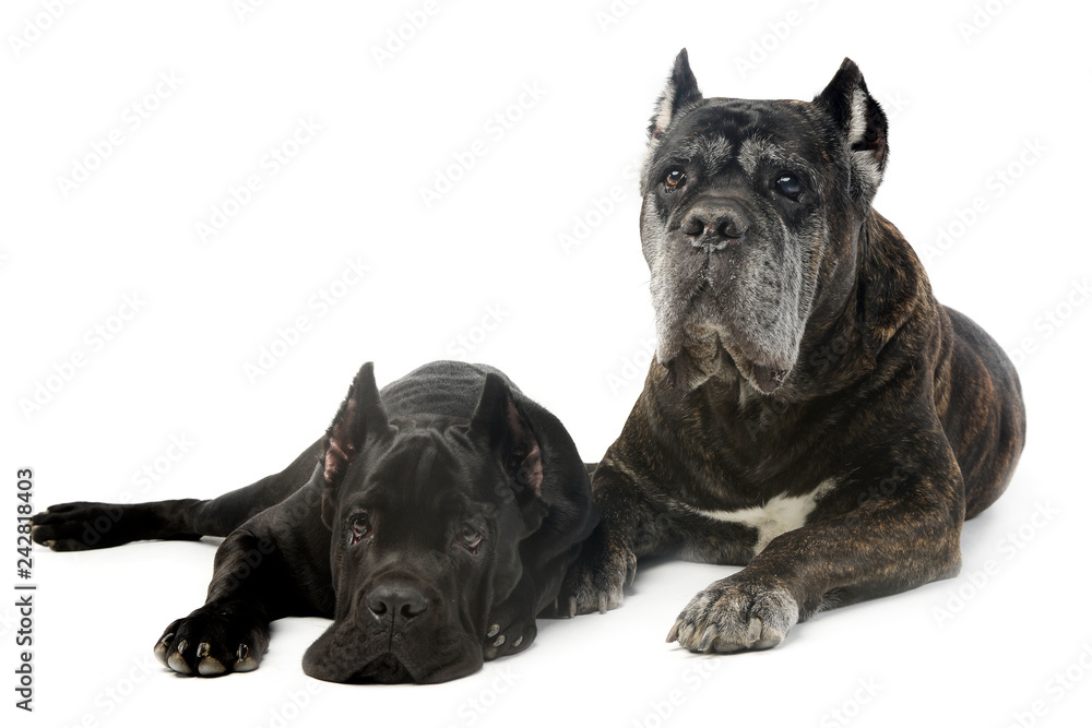 Fototapeta premium old and young cane corso dog in studio