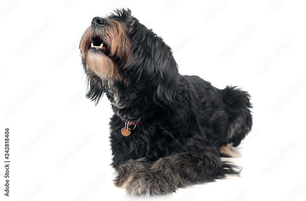 wired hair mixedbreed dog in a white background wired hair mixedbreed dog in a white background