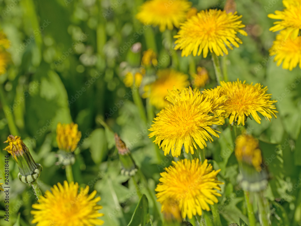 Blühender Löwenzahn, Taraxacum Blühender Löwenzahn, Taraxacum