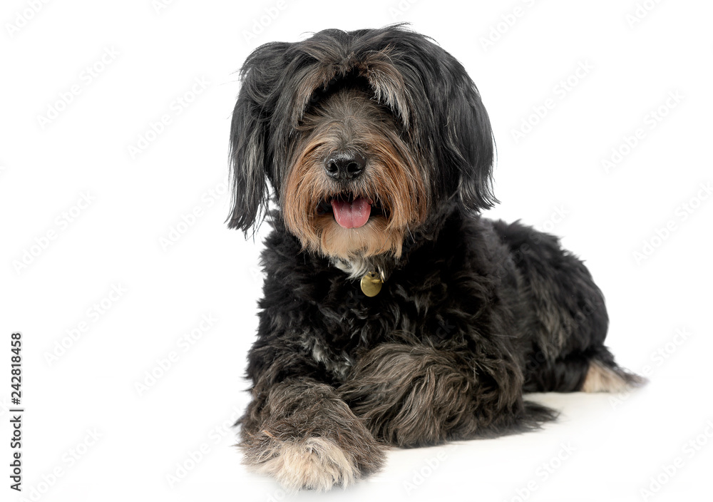 wired hair mutt dog looking into a camera in studio wired hair mutt dog looking into a camera in studio