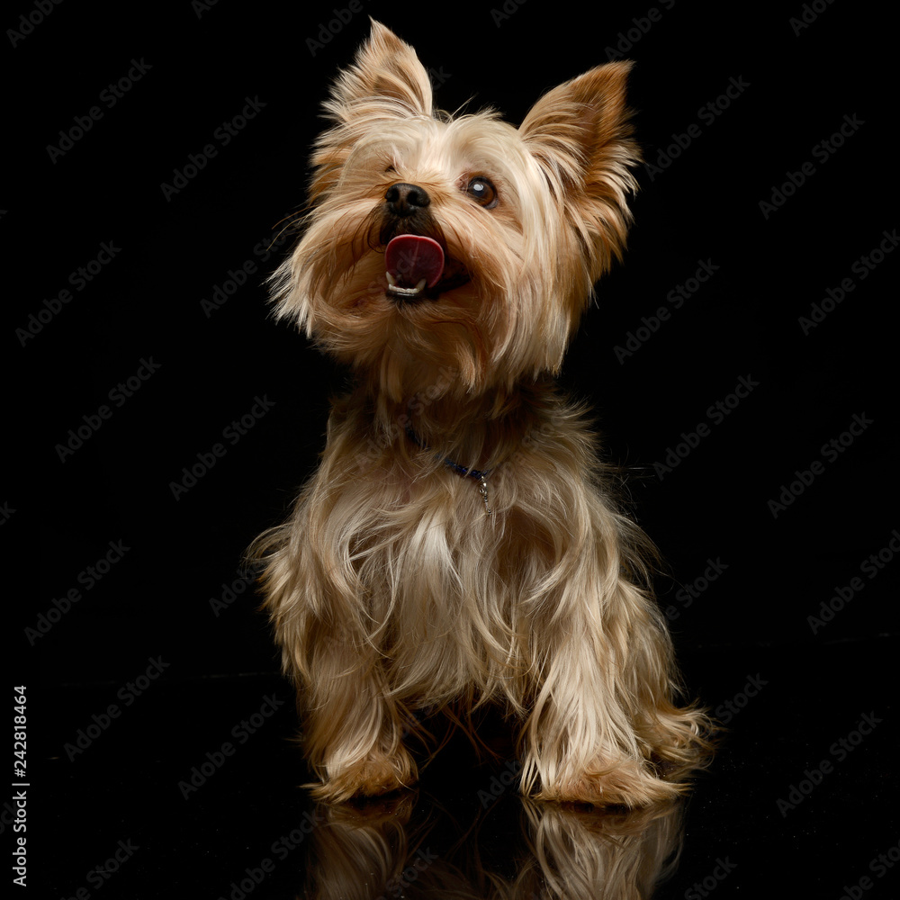 Yorkshire Terrier looking up in the dark background Yorkshire Terrier looking up in the dark background