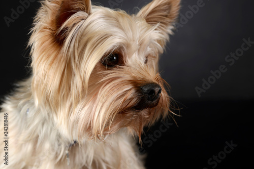 beautyful Yorkshire Terrier artistic portrait in studio