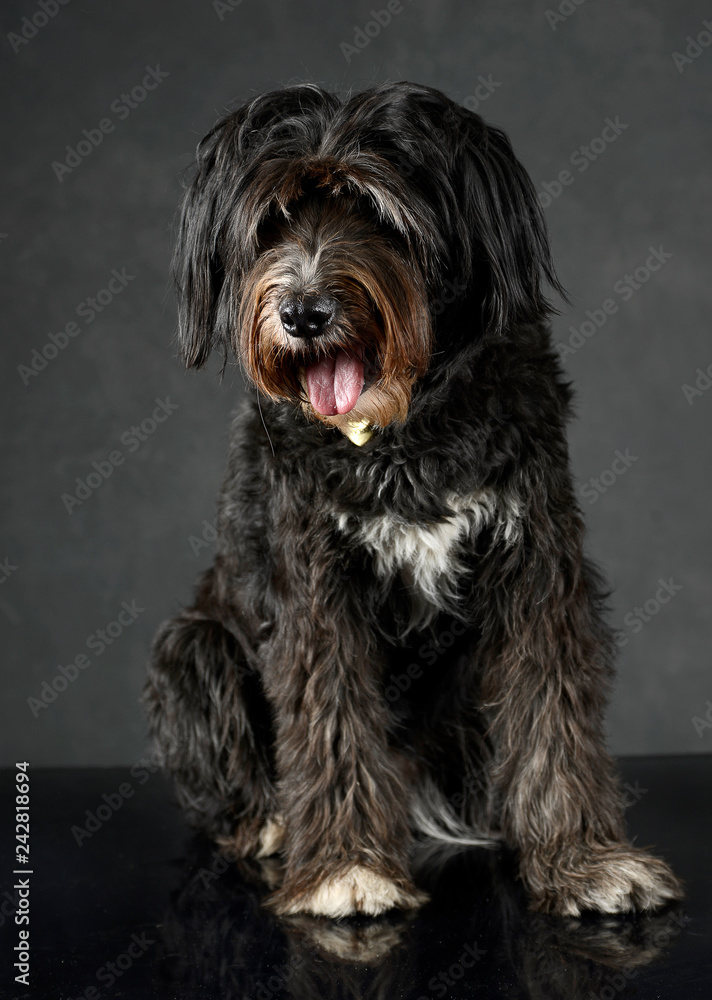 dark mutt dog sitting in studio with dark background
