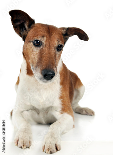 Jack Russell Terrier in white backgroung