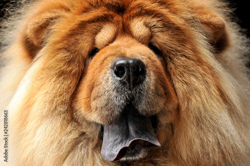 chow chow close-up in a dark background © kisscsanad