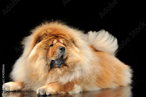 chow chow studio shoot in a dark background with a shiny floor