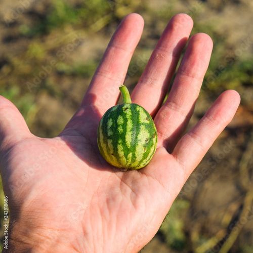 small watermelon in the palm of your hand. Ovary of watermelon