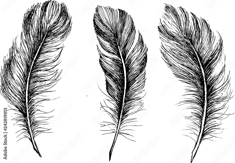 Obraz premium Hand drawn feather on white background
