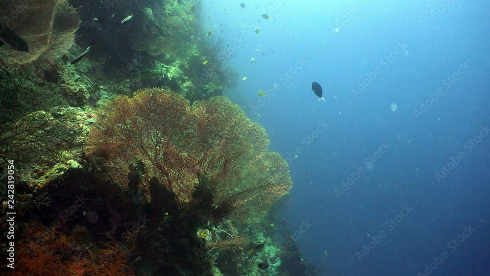 coral reef and tropical fish. underwater world diving and snorkeling on coral reef. Hard and soft corals underwater landscape coral reef and tropical fish. underwater world diving and snorkeling on coral reef. Hard and soft corals underwater landscape